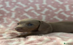 Miniature Dachshund dogs for sale: Miniature Dachshunds  - Image 3