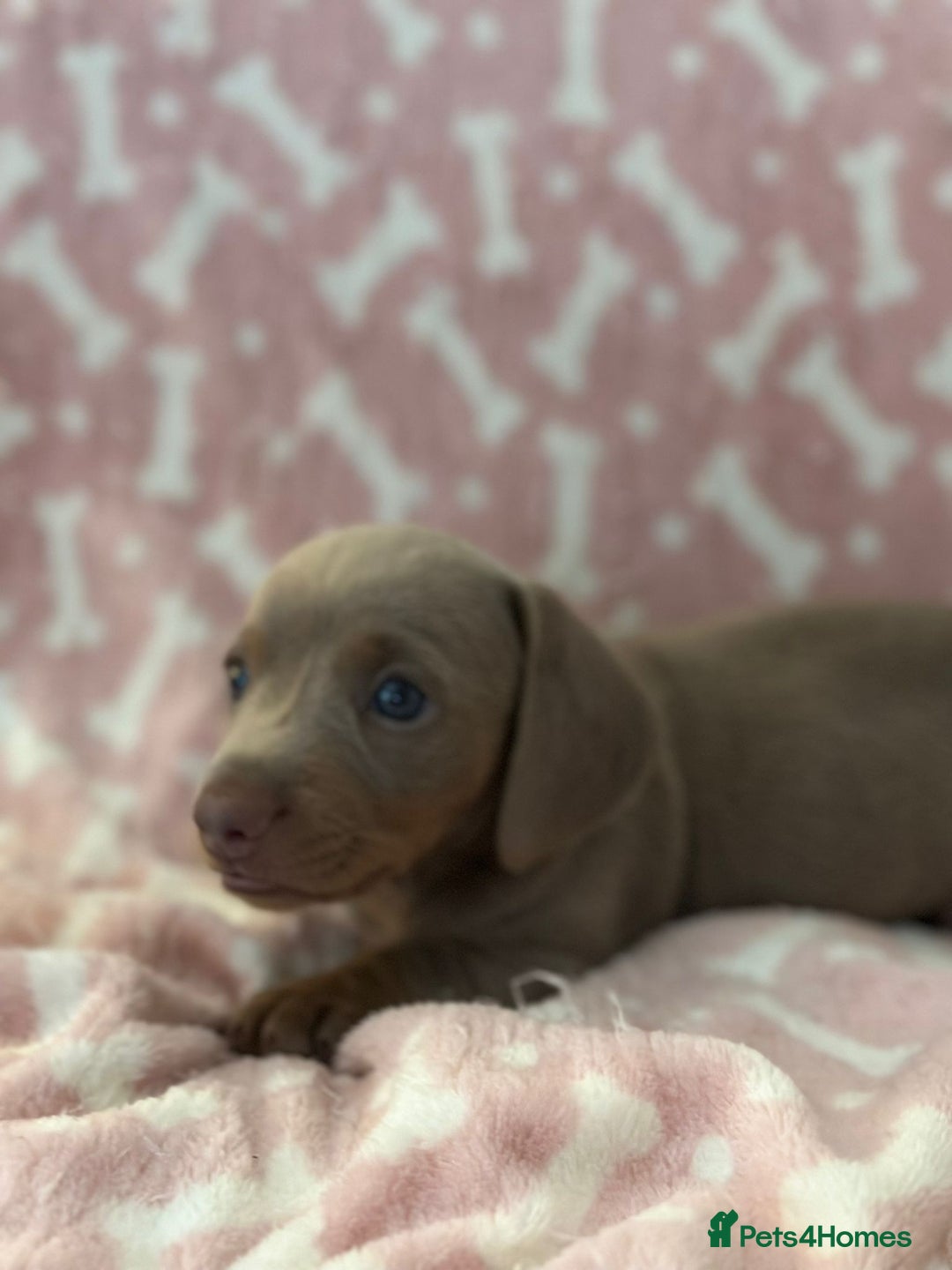 Miniature Dachshund dogs for sale: Miniature Dachshunds  - Image 3