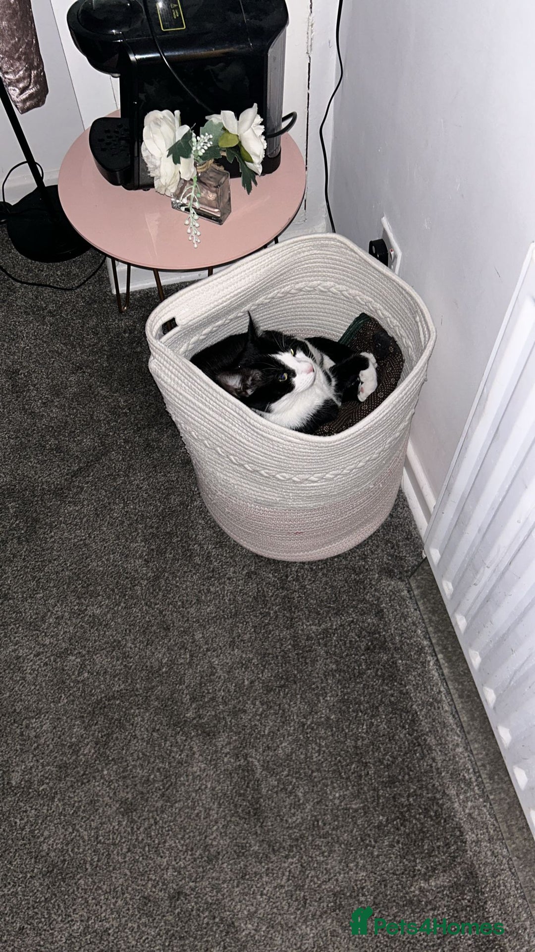 Mixed Breed cats for sale: Leo (black&white) Enzo (tabby ragdoll mix) - Advert 6