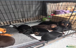 Miniature Dachshund dogs for sale: 5month old long haired bitch chocolate  - Image 6
