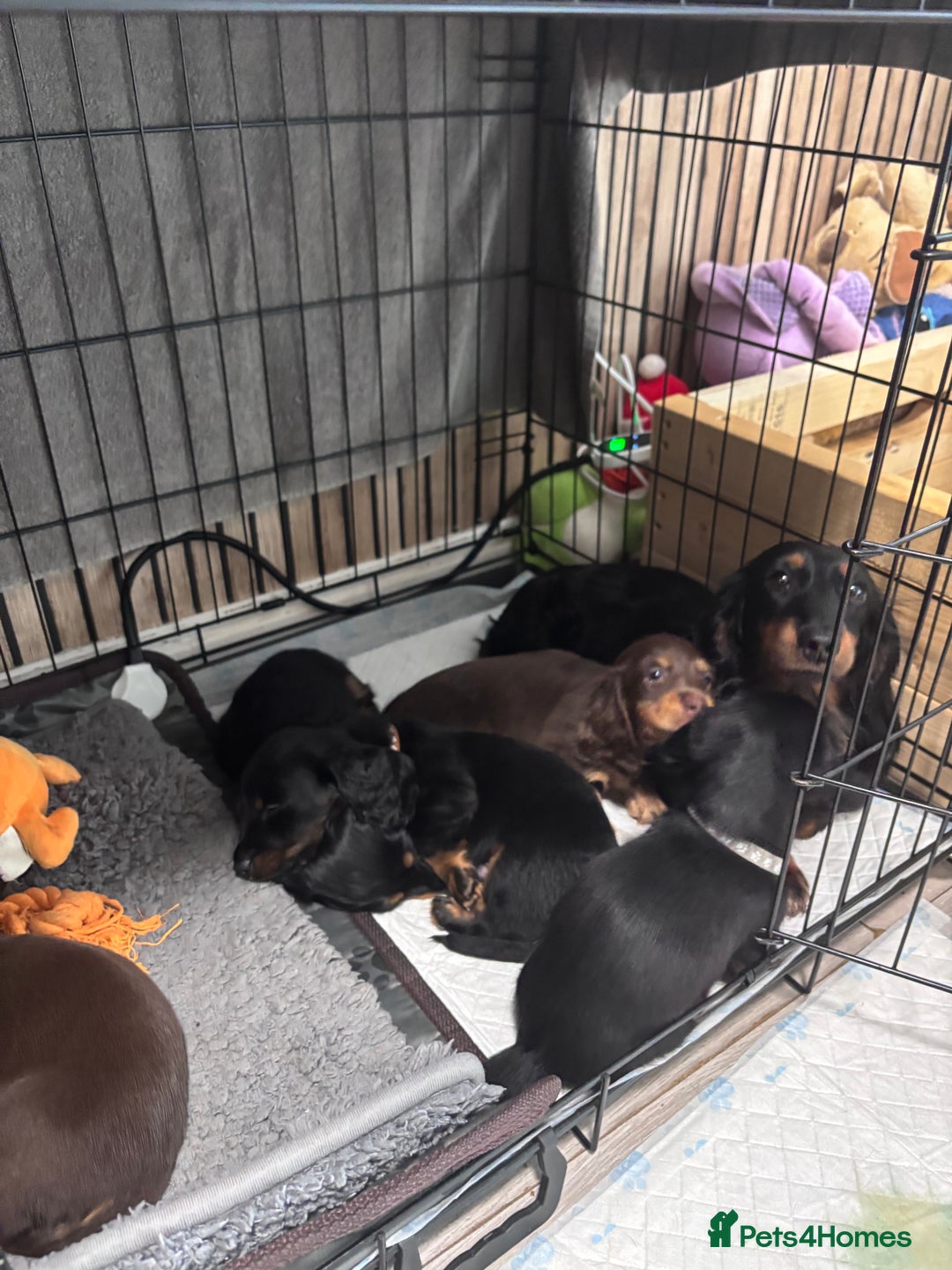 Miniature Dachshund dogs for sale: 5month old long haired bitch chocolate  - Image 6