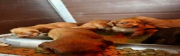 Cocker Spaniel dogs for sale: Cocker spaniel puppies - Advert 7