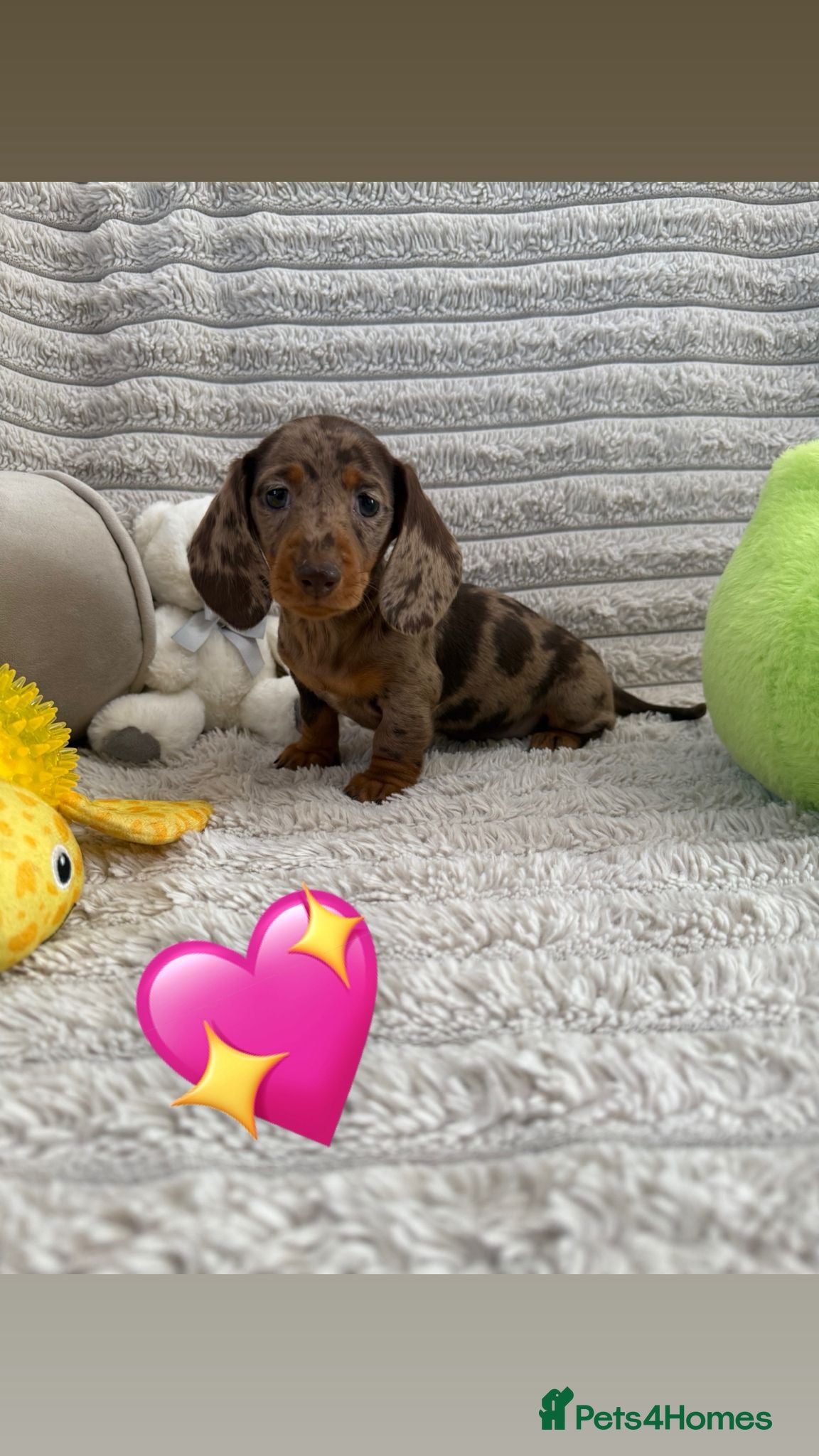 Miniature Dachshund dogs Quality miniature dachshunds ready now 🏡🔥 - Advert 4