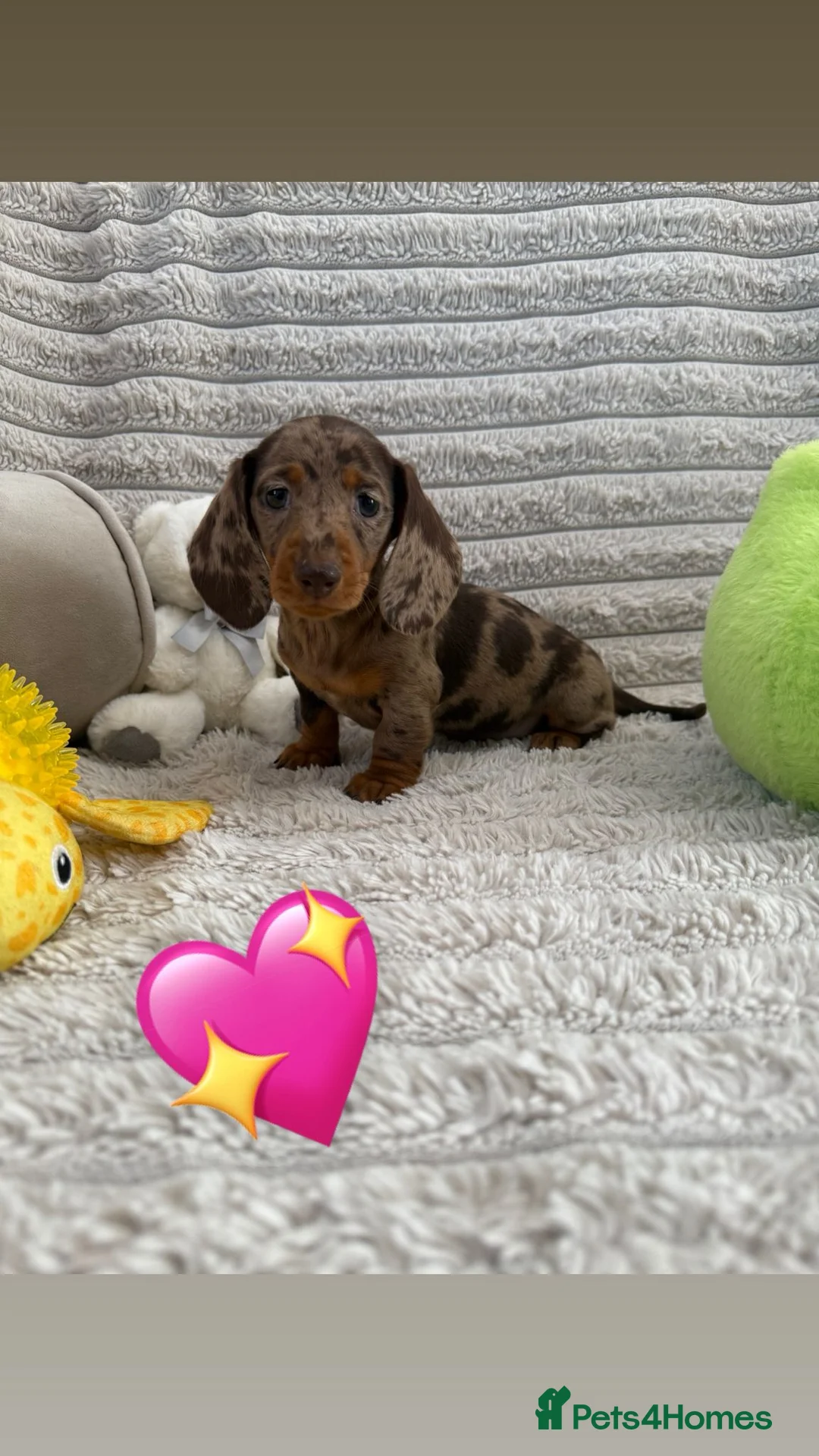 Miniature Dachshund dogs for sale: Quality miniature dachshunds 🏡🔥 - Advert 2