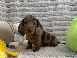 Miniature Dachshund dogs Quality miniature dachshunds ready now 🏡🔥 - Advert 4