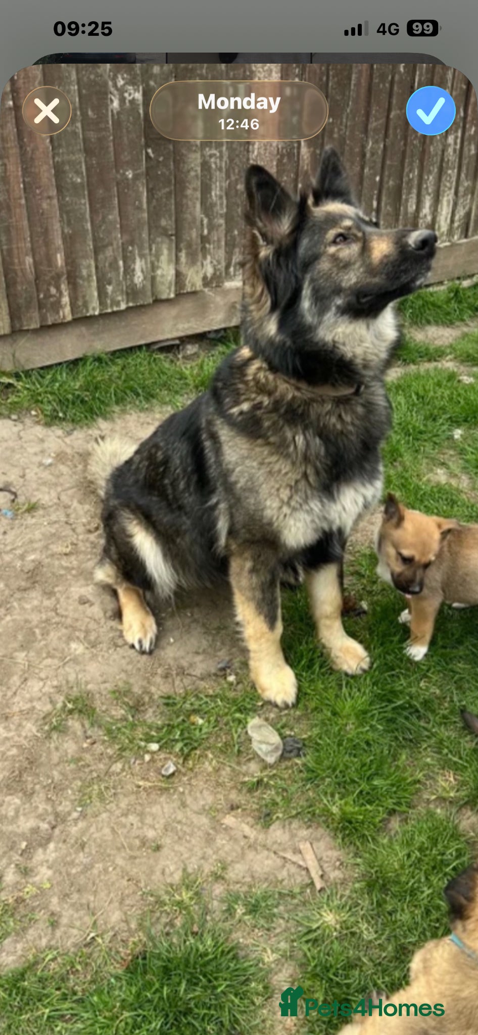 German Shepherd dogs 3 month female German Shepherd puppy. - Advert 14