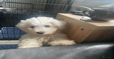 Bichon Frise dogs - Advert 2