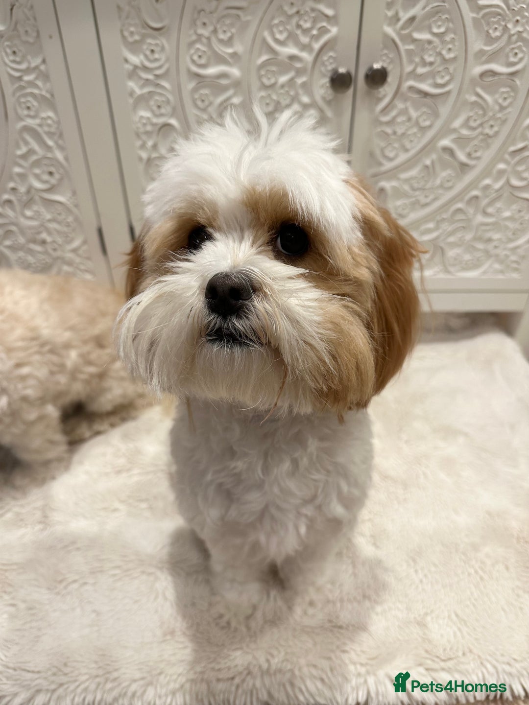 Lhasapoo dogs for sale: Our Beautiful Dogs looking for forever homes - Advert 8