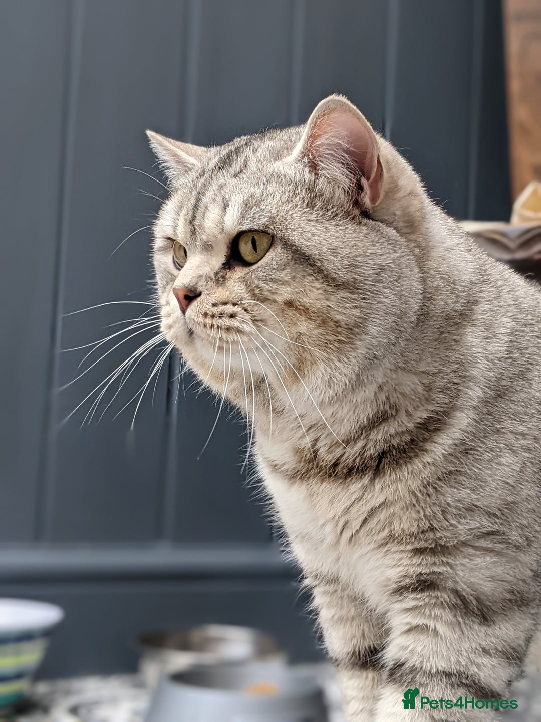 British Shorthair cats for stud: British Shorthair Stud in Derby - Image 7