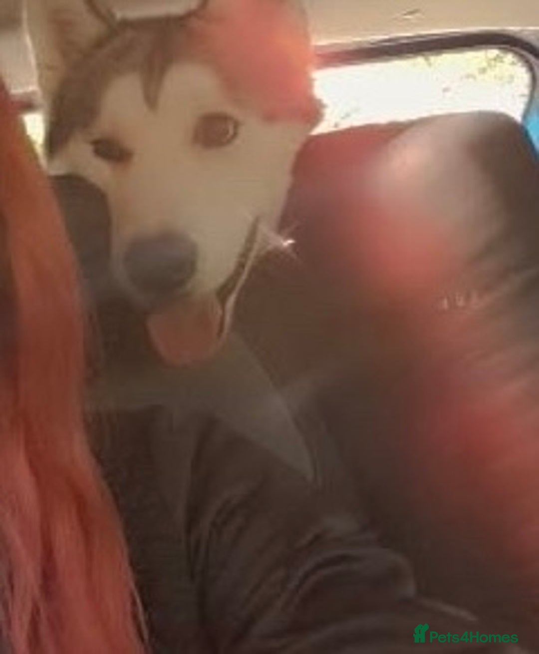 Siberian Husky dogs for sale: Beautiful boy needing forever home - Image 5