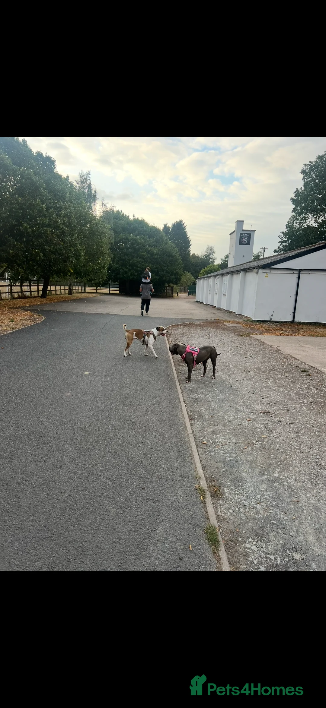 American Bully dogs for sale: American bully classic puppies for sale  - Advert 12