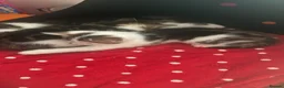 Mixed Breed cats for sale: Beautiful kittens looking for a loving homes  - Advert 11