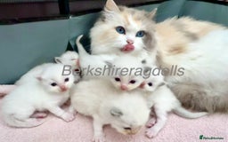 Ragdoll cats for sale: Last kitten left - absolutely beautiful and placid - Image 9