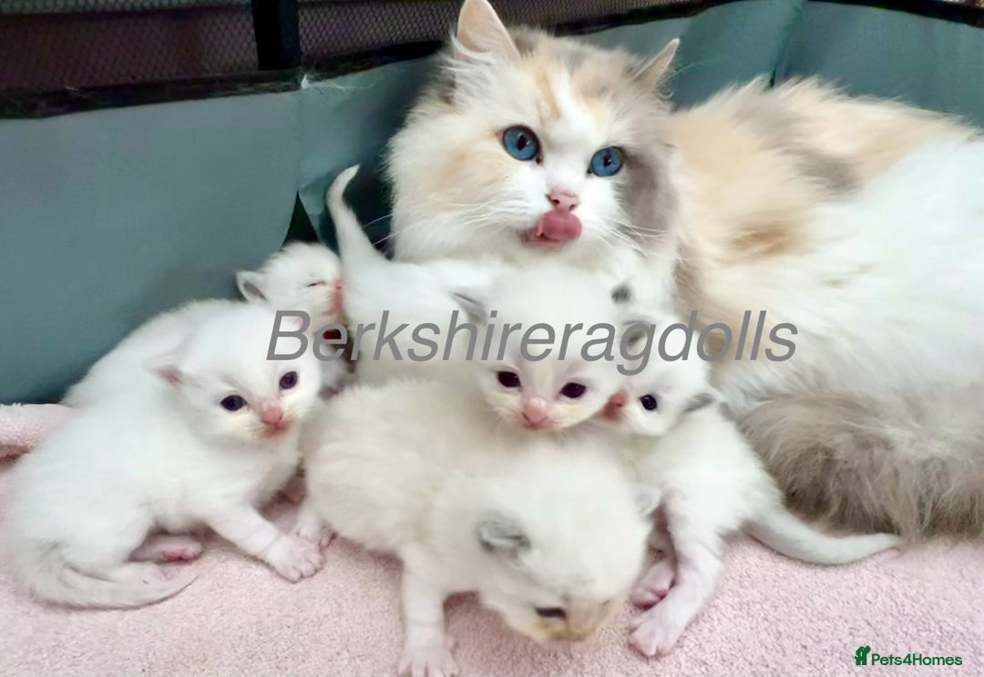Ragdoll cats for sale: Last kitten left - absolutely beautiful and placid - Image 9