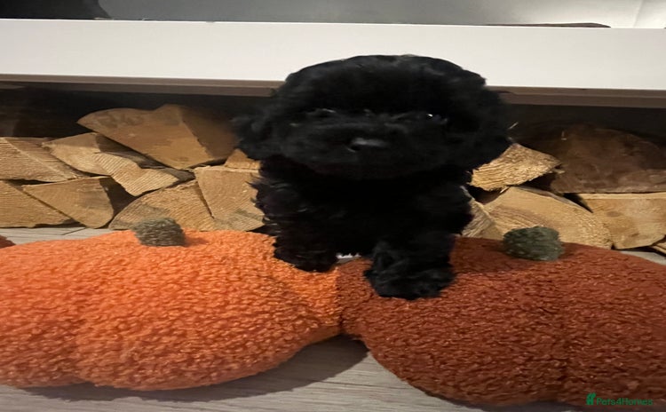 Cavapoo dogs - Advert 6