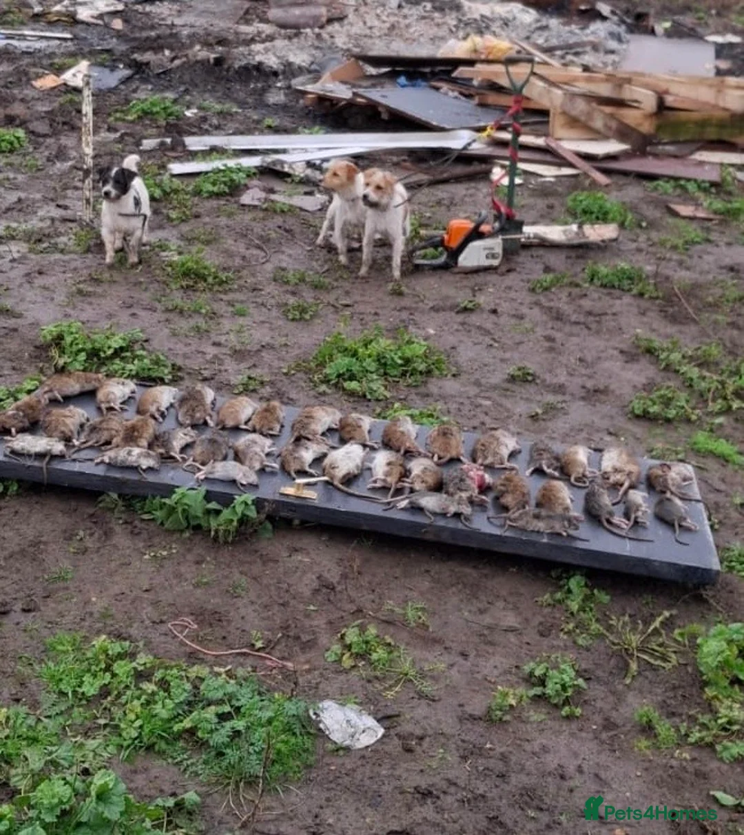 Patterjack dogs for stud: Patterjack working dog! in Tilbury - Advert 2