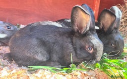 English rabbits for sale: New Zealand cross English babies - Image 5