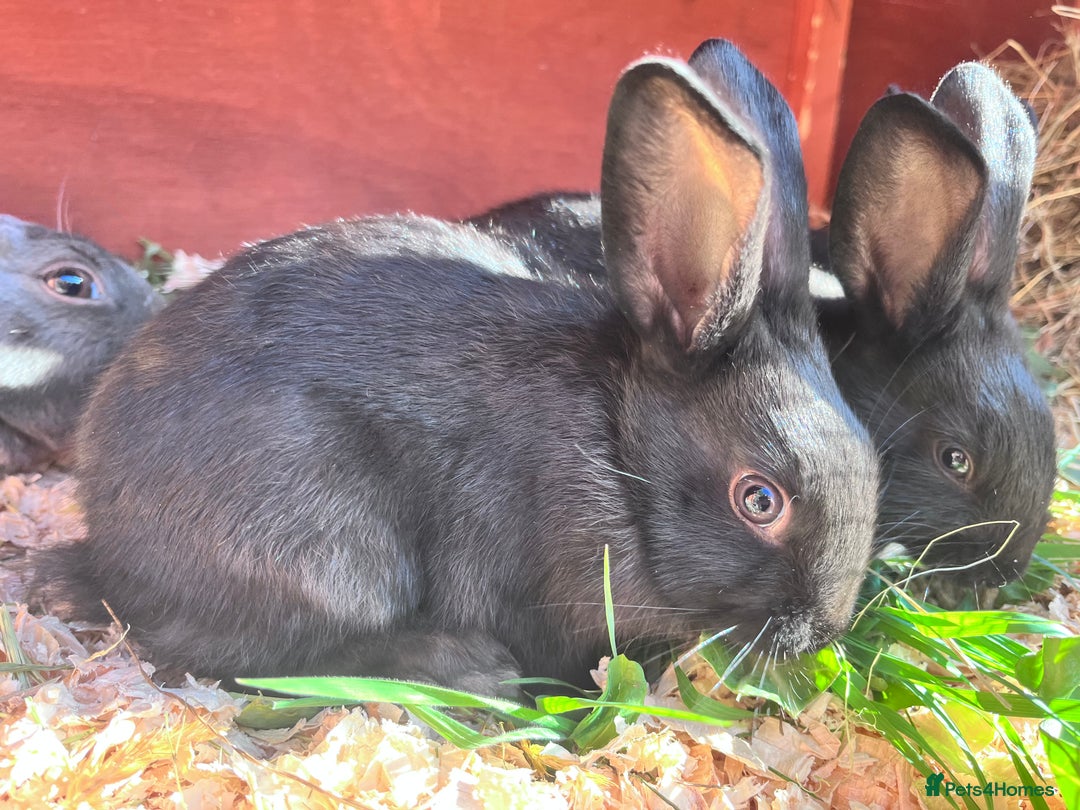 English rabbits for sale: New Zealand cross English babies - Image 5