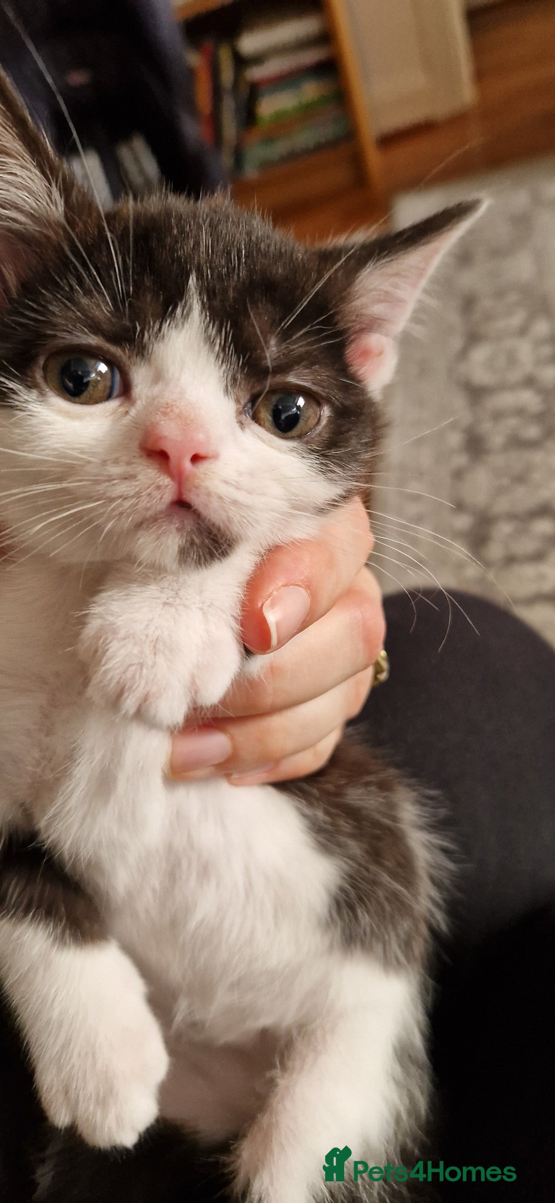 British Shorthair cats for sale: British shorthair mix looking for new home - Advert 10