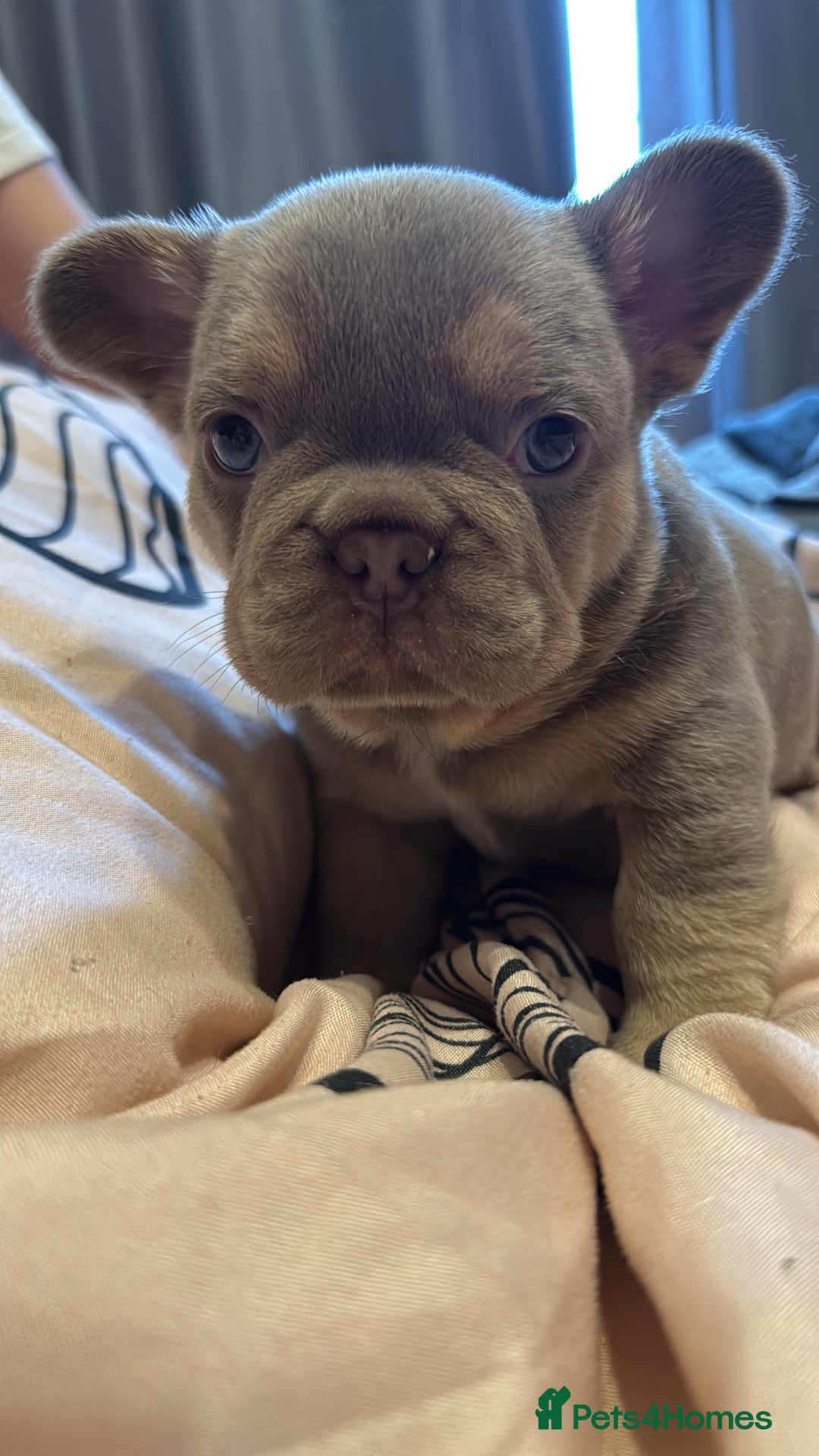 French Bulldog dogs for sale: 5 AMAZING QUALITY FRENCH BULLDOG PUPS  - Advert 10