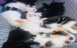 Mixed Breed cats for sale: 8 Adorable Kittens  - Image 8