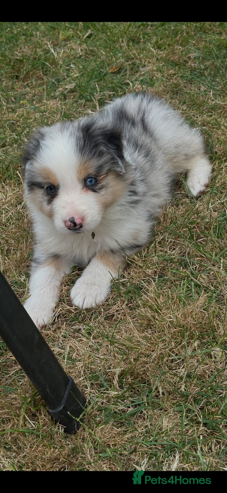 Border Collie dogs Stunning border collie pups - Advert 1