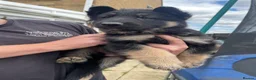 German Shepherd dogs for sale: READY TO GO - German Shepherd Puppies - Advert 27