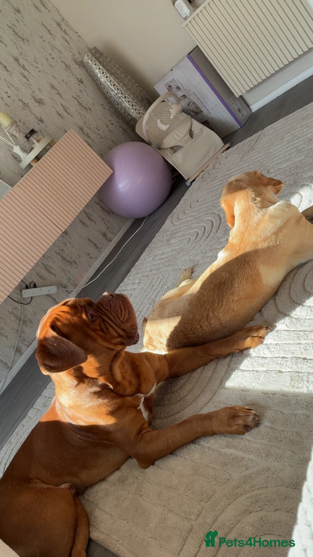 Dogue De Bordeaux dogs for stud: Proven KC Reg Dogue De Bordeaux in Newcastle upon Tyne - Advert 16