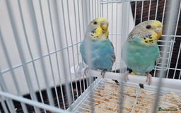 Budgerigars birds for sale: Lovely young budgies for sale Various colours  - Image 5