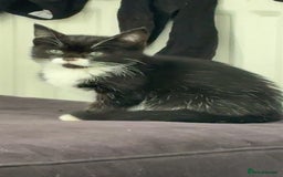 Mixed Breed cats for sale: Mixed breed kitten  - Image 2