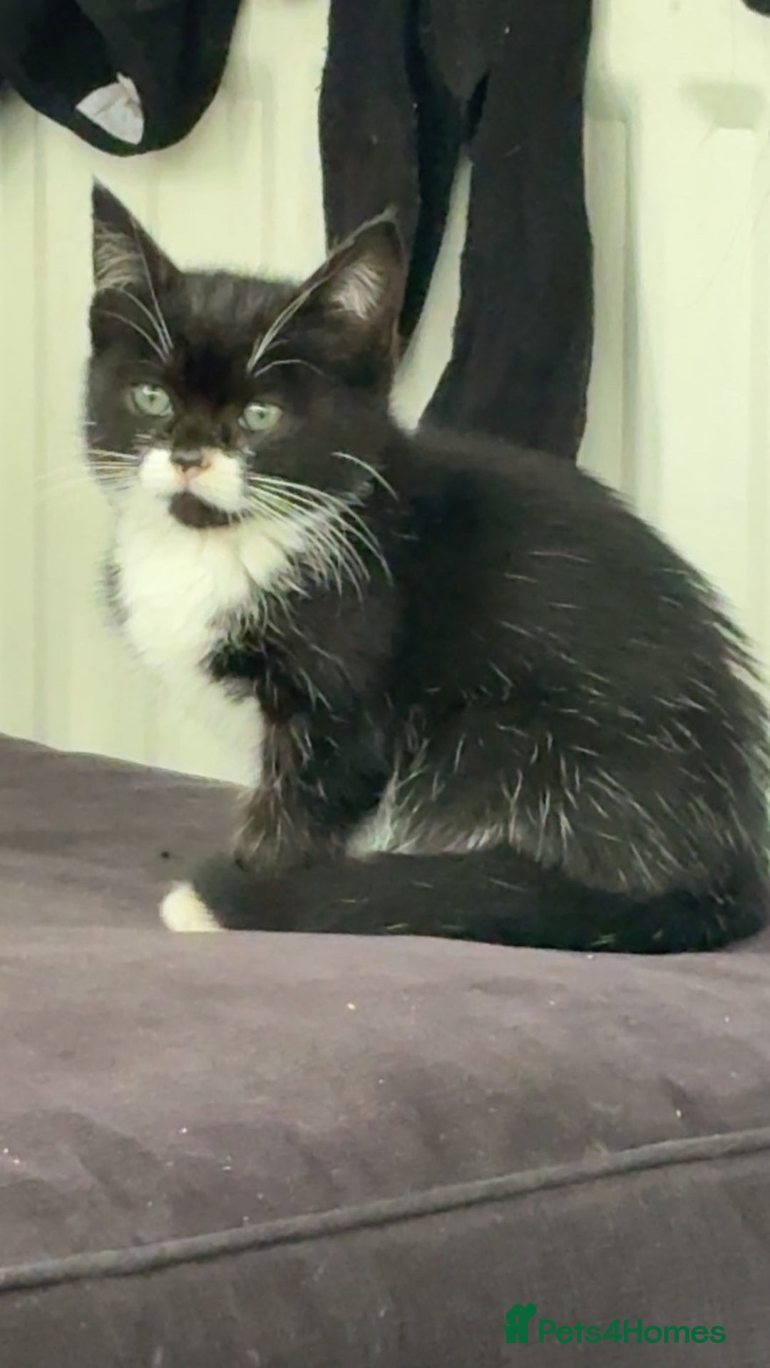 Mixed Breed cats for sale: Mixed breed kitten  - Image 2