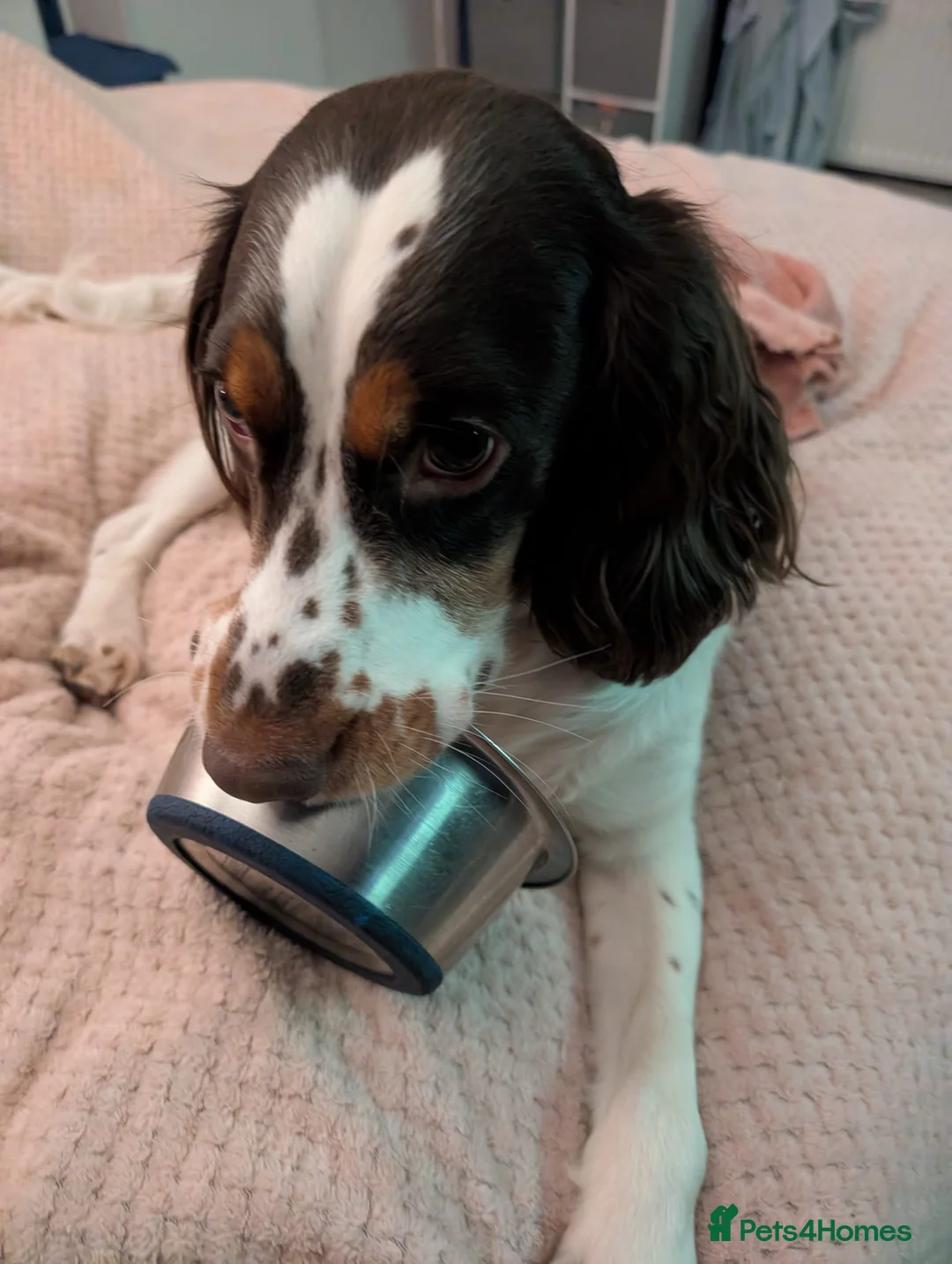 English Springer Spaniel dogs for adoption: 💙Tommy💙 2 yo Affectionate Lively Friendly boy in Gainsborough - Advert 3