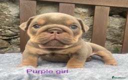 English Bulldog dogs for sale: KC REGISTERED LILAC & TAN ENGLISH BULLDOG PUPS - Image 23