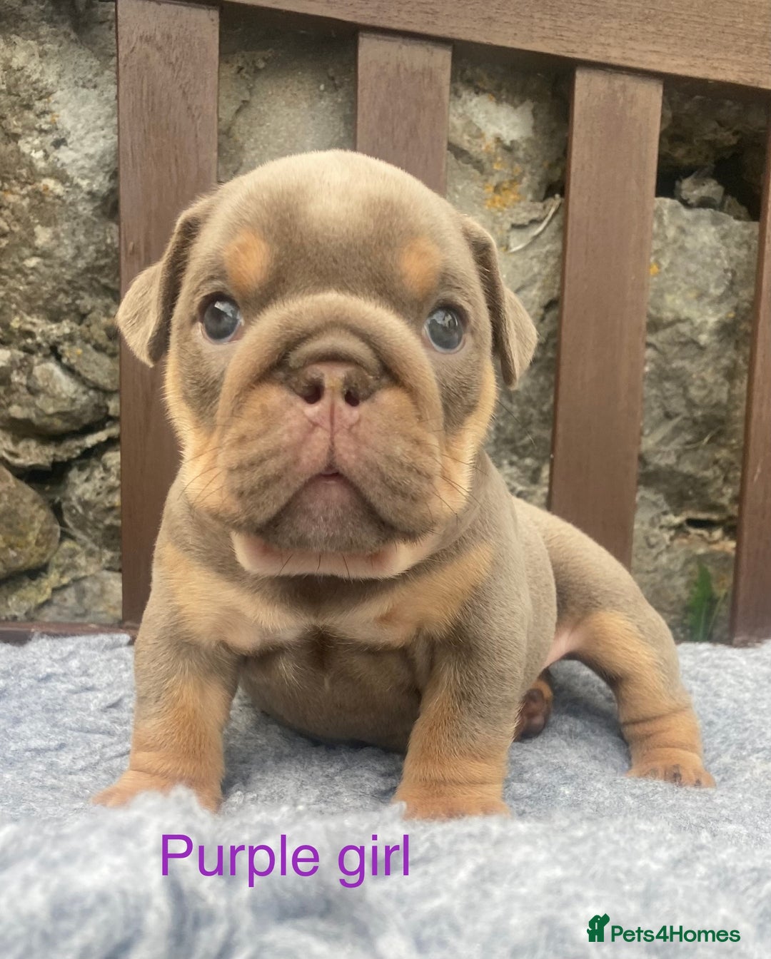 English Bulldog dogs for sale: KC REGISTERED LILAC & TAN ENGLISH BULLDOG PUPS - Image 23