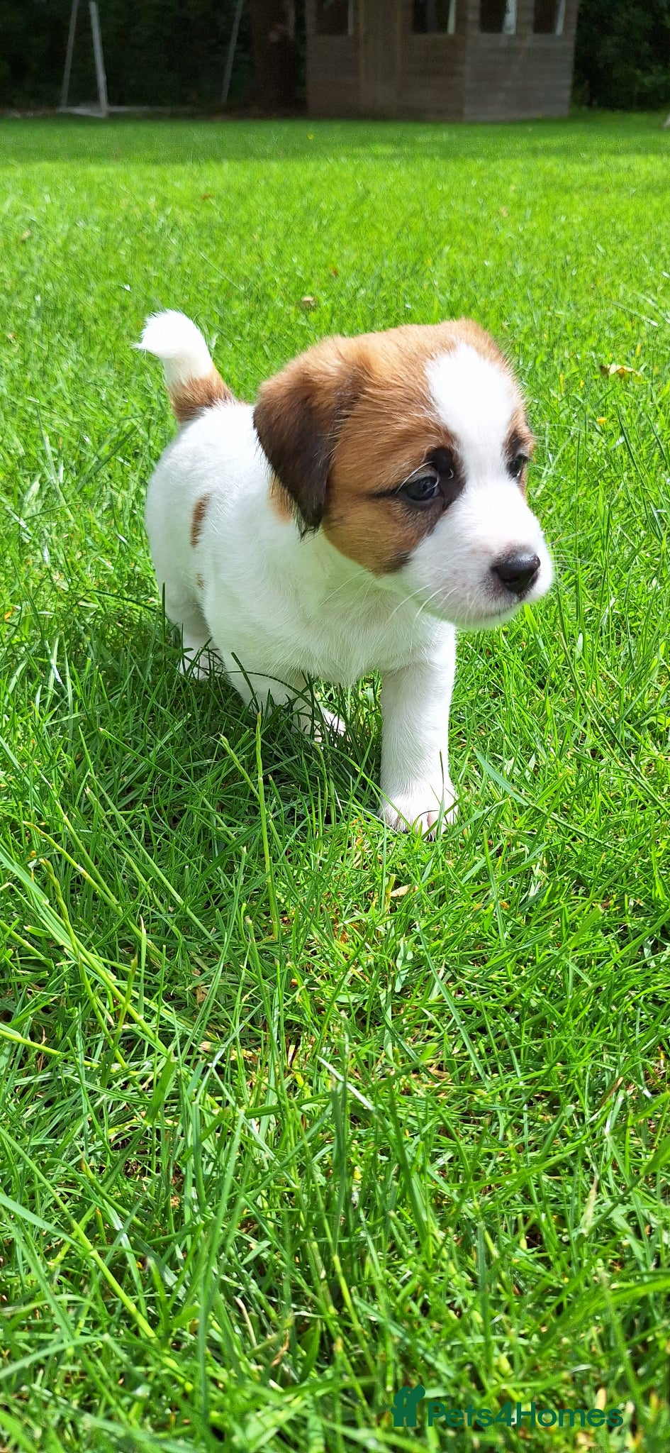Jack Russell dogs Crazy Jacks - Advert 2