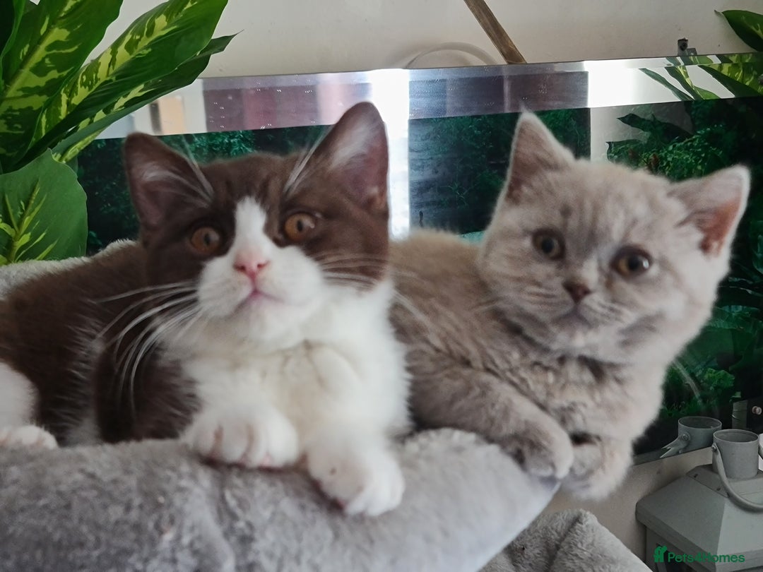 British Shorthair cats for sale: Pure bsh kittens from DNA & genetic tested parents - Image 19