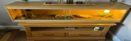 Hermann Tortoise reptiles for sale: Horsefieild male tortoise  in Choppington - Advert 3