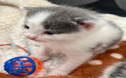 Mixed Breed cats for sale: ❤️*Blue/white & black/white friendly kittens*❤️ - Image 15
