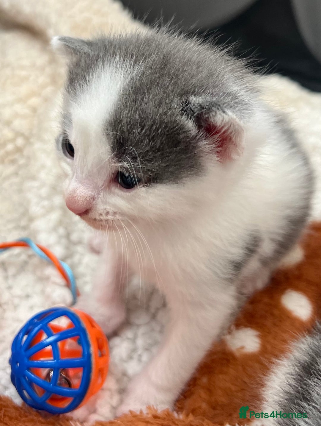 Mixed Breed cats for sale: ❤️*Blue/white & black/white friendly kittens*❤️ - Image 15