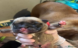 English Bulldog dogs for sale: Litter of 8  - Image 20