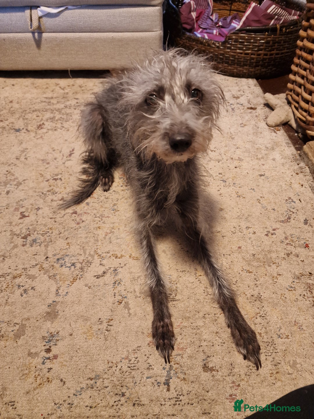 Mixed Breed dogs for sale: Highest Quality Bedlington Whippets  - Advert 11