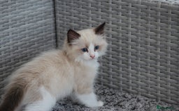 Ragdoll cats for sale: 🐈✨ Tica Registered Ragdoll Kittens in Tamworth - Image 9
