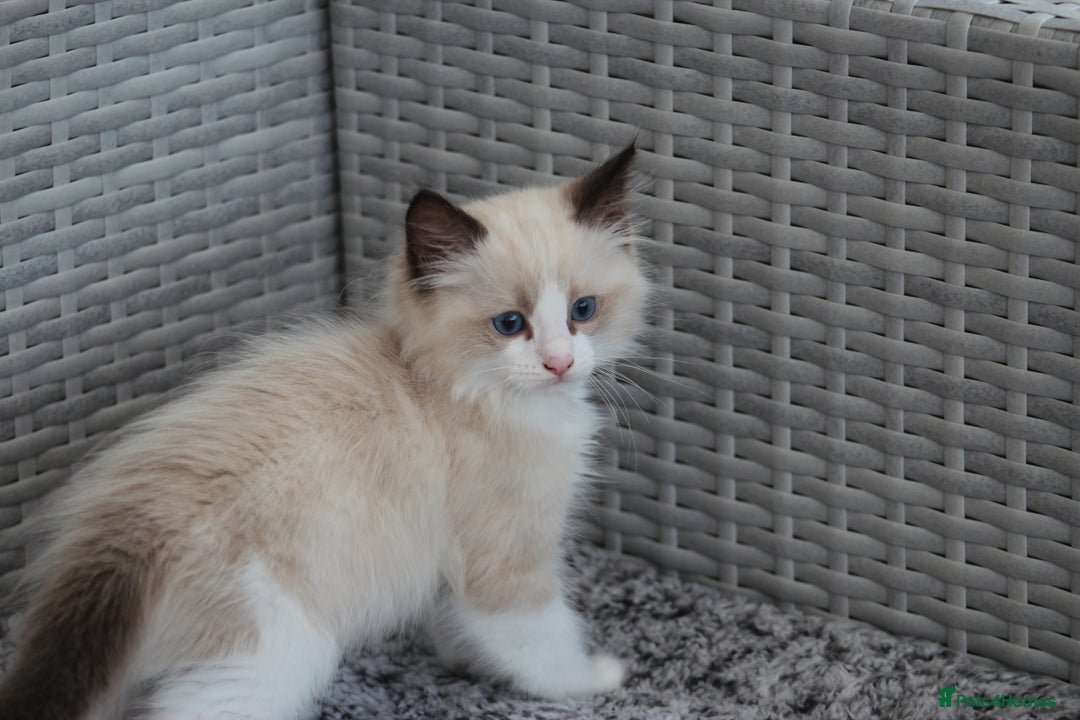 Ragdoll cats for sale: 🐈✨ Tica Registered Ragdoll Kittens in Tamworth - Image 9