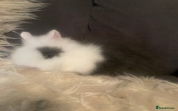 Lionhead rabbits for sale: Beautiful DoubleMane Lionhead Baby Bunnies/Rabbits - Image 14