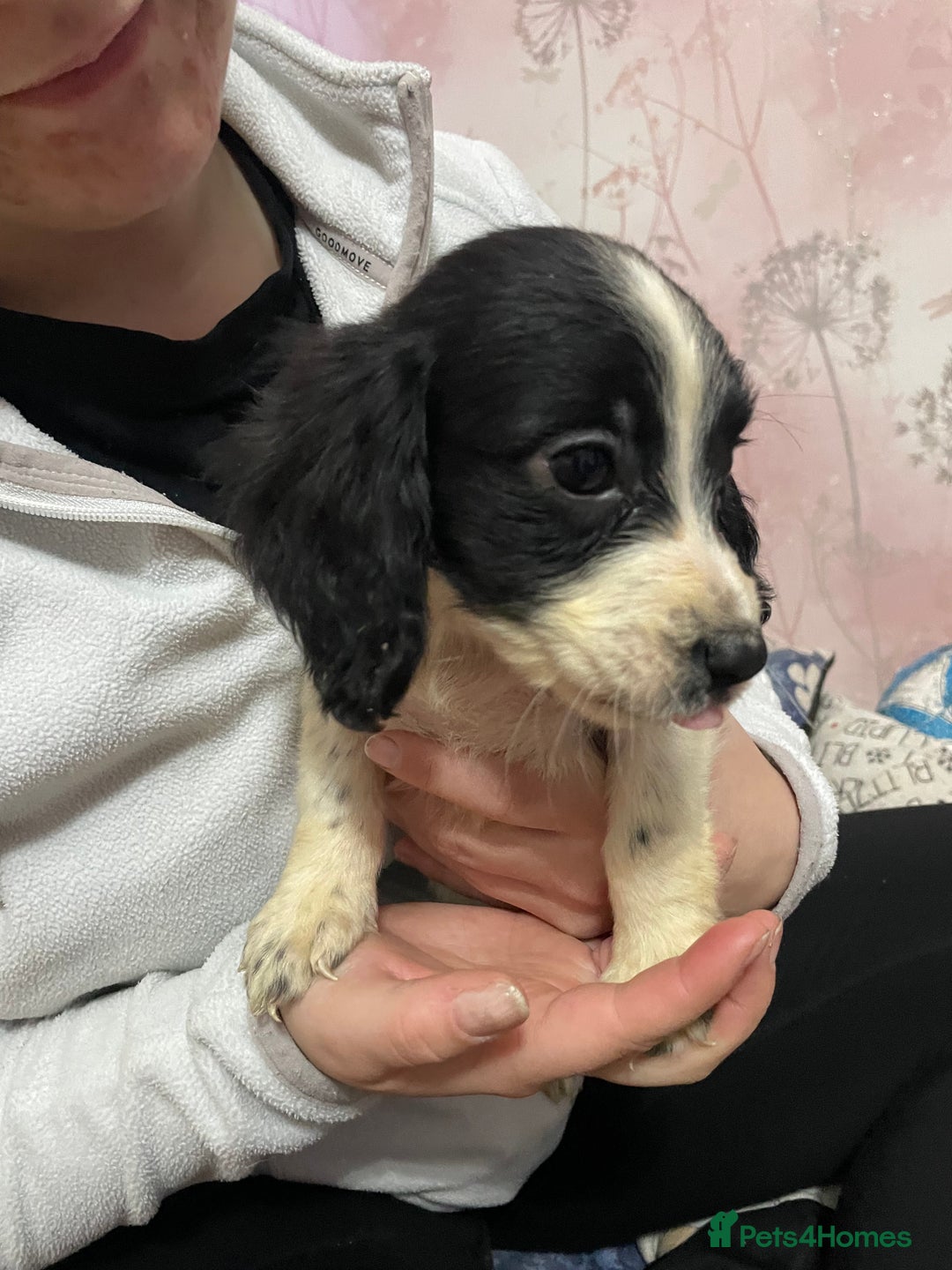 Sprocker dogs for sale: Sprocker Spaniel Puppies - Advert 6