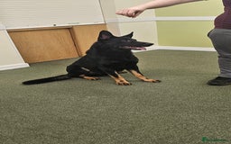 German Shepherd dogs for stud: King Shere khan von shepear at stud in Bedford - Image 4