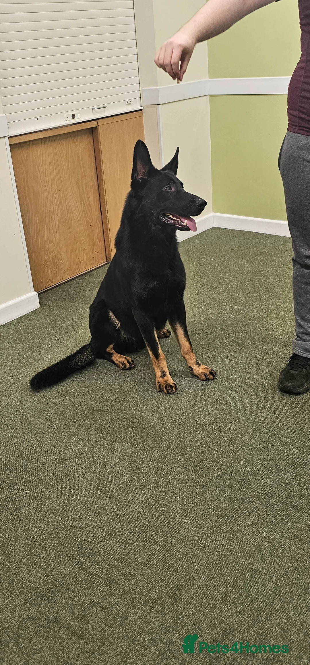 German Shepherd dogs for stud: King Shere khan von shepear at stud in Bedford - Advert 5