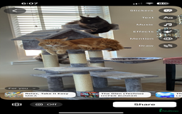 Maine Coon cats for sale: Ginger Maine coon boy - Image 2