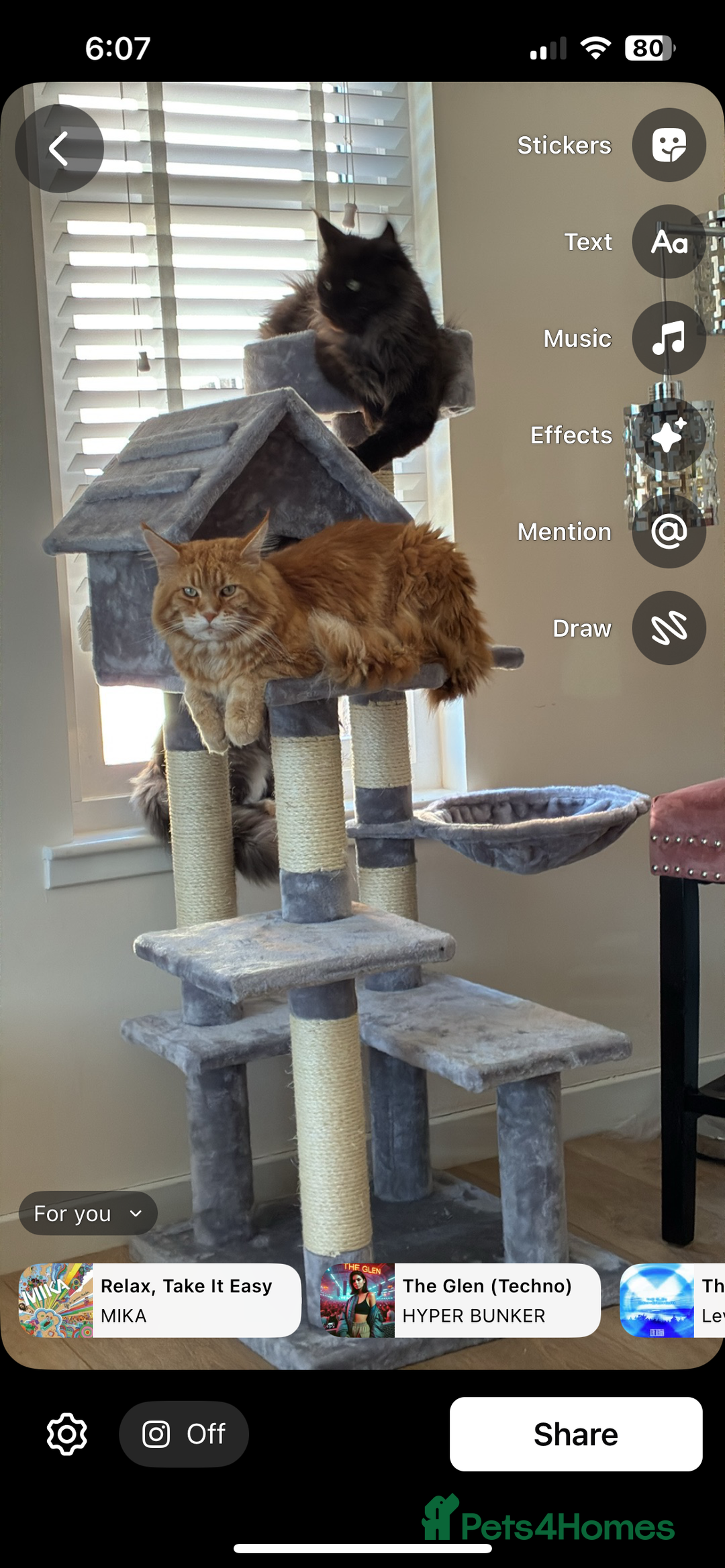 Maine Coon cats for sale: Ginger Maine coon boy - Image 2