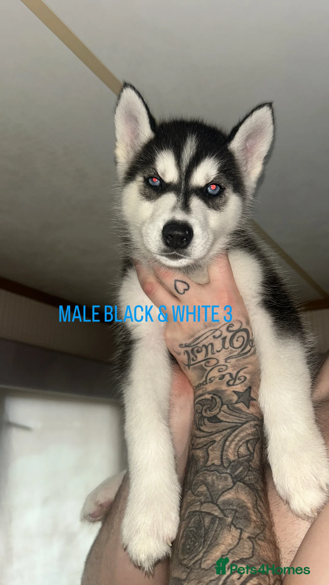 Siberian Husky dogs for sale: PURE SIBERIAN HUSKY PUPPIES  - Advert 19